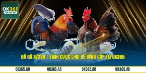 Đá Gà SV388 - Sảnh Cược Chọi Kê Đẳng Cấp Tại OK365