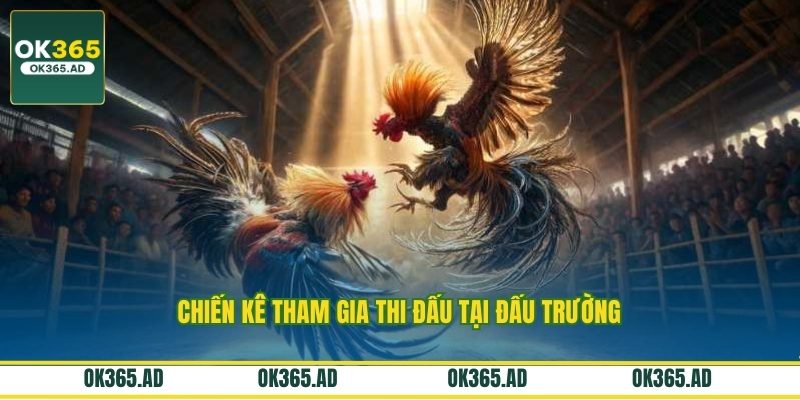 Chiến kê tham gia thi đấu tại đấu trường Chiến kê tham gia thi đấu tại đấu trường