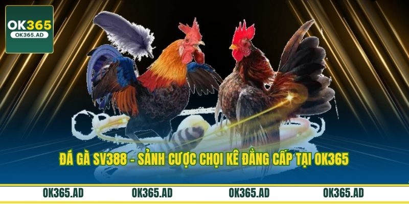 Đá Gà SV388 - Sảnh Cược Chọi Kê Đẳng Cấp Tại OK365