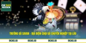 Trường Gà Savan - Địa Điểm Chọi Gà Chuyên Nghiệp Tại Lào