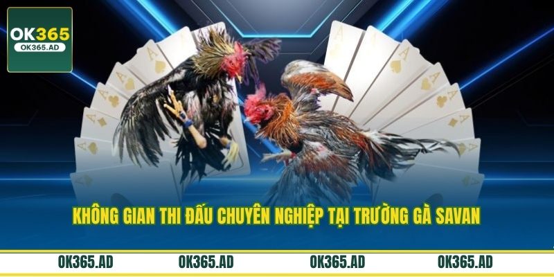 Không gian thi đấu chuyên nghiệp tại trường gà savan Không gian thi đấu chuyên nghiệp tại trường gà savan