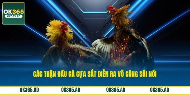 Các trận đấu gà cựa sắt diễn ra vô cùng sôi nổi Các trận đấu gà cựa sắt diễn ra vô cùng sôi nổi