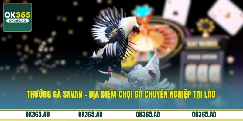 Trường Gà Savan - Địa Điểm Chọi Gà Chuyên Nghiệp Tại Lào