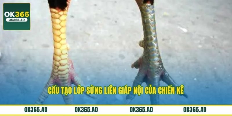 Cấu tạo lớp sừng liên giáp nội của chiến kê Cấu tạo lớp sừng liên giáp nội của chiến kê