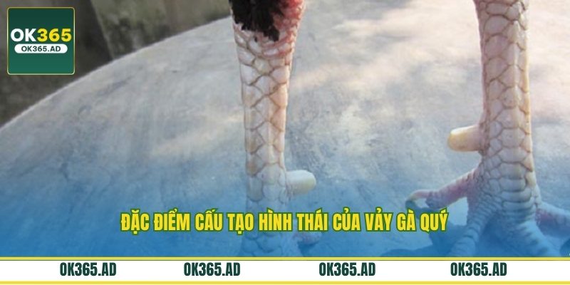 Đặc điểm cấu tạo hình thái của vảy gà quý Đặc điểm cấu tạo hình thái của vảy gà quý