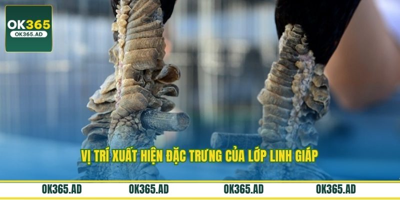 Vị trí xuất hiện đặc trưng của lớp linh giáp Vị trí xuất hiện đặc trưng của lớp linh giáp